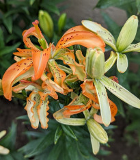 Lilie Must See - Lilium - cibuloviny - 1 ks