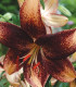 Lilie Chocolate Event - Lilium - cibuloviny - 1 ks
