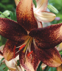 Lilie Chocolate Event - Lilium - cibuloviny - 1 ks