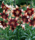 Lilie Chocolate Event - Lilium - cibuloviny - 1 ks