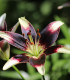 Lilie Nettys Pride - Lilium - cibuloviny - 1 ks