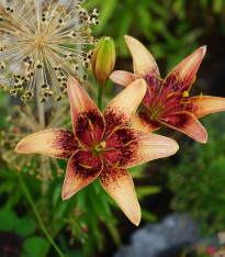 Lilie Whistler - Lilium - cibuloviny - 1 ks