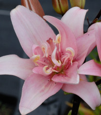 Lilie Elodie - Lilium - cibuloviny - 1 ks