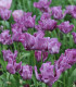 Tulipán Blue parrot - Tulipa - cibuloviny - 3 ks