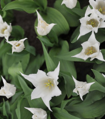 Tulipán Tres Chic - Tulipa - cibuloviny - 3 ks