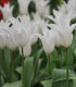 Tulipán Tres Chic - Tulipa - cibuloviny - 3 ks