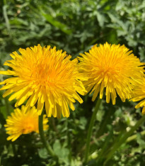 Smetánka lékařská - Pampeliška - Taraxacum officinale - semena - 400 ks