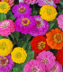Ostálka jiřinkokvětá směs barev - Zinnia elegans - semena - 50 ks
