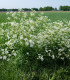 Kerblík lesní - Anthriscus sylvestris - semena - 0,5 g