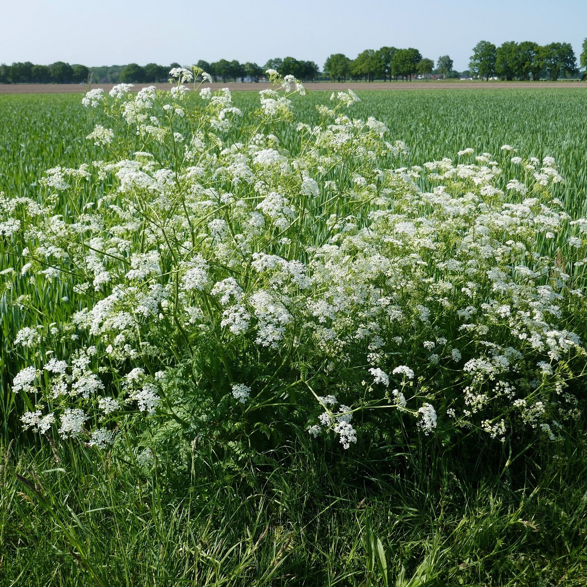 Kerblík lesní - Anthriscus sylvestris - semena - 0,5 g