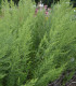 BIO Pelyněk kozalec - Artemisia dracunculus - bio semena - 500 ks