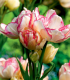 Tulipán Belicia - Tulipa - cibuloviny - 3 ks