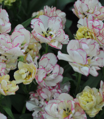 Tulipán Belicia - Tulipa - cibuloviny - 3 ks