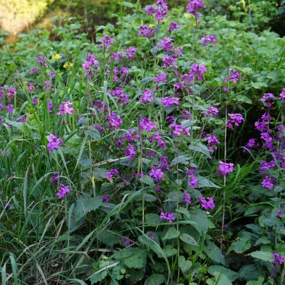 Měsíčnice dvouletá fialová - Lunaria biennis - semena - 50 ks