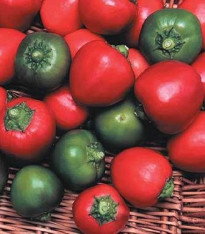 Chilli Bomba v ráji - Capsicum annuum - semena - 6 ks