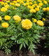 Aksamitník vzpřímený Sunset - Tagetes erecta - semena - 0,3 g