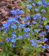 Pomněnka alpinská zakrslá - Myosotis alpestris - semena - 700 ks