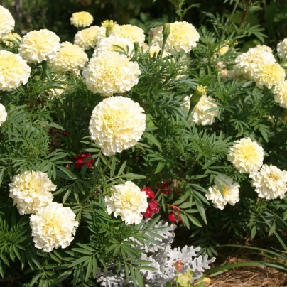 Aksamitník vzpřímený Eskimo - Tagetes erecta - semena - 30 ks