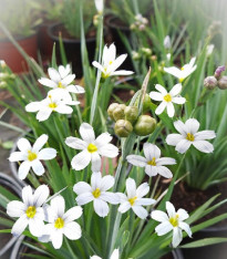 Badil úzkolistý bílý - Sisyrinchium angustifolium - semena - 10 ks