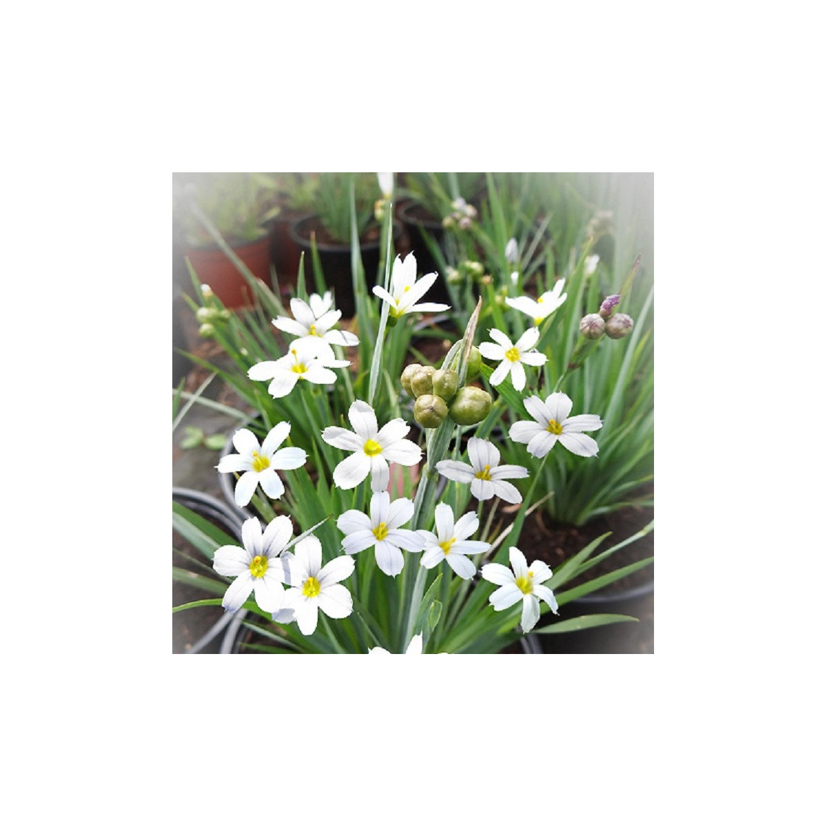 Badil úzkolistý bílý - Sisyrinchium angustifolium - semena - 10 ks