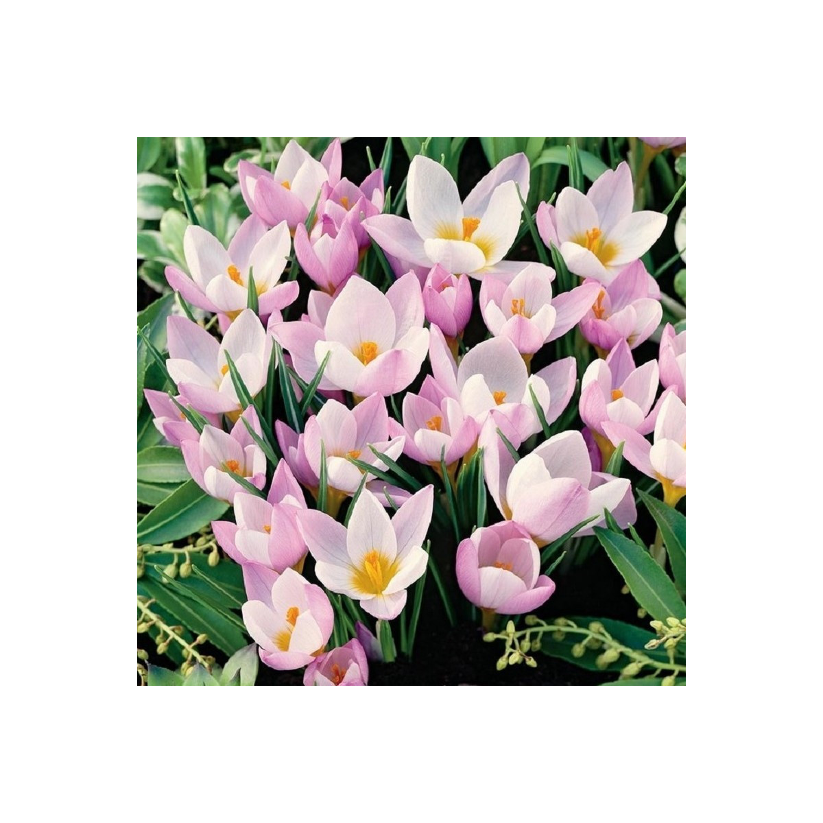 Krokus Firefly - Crocus sieberi - cibuloviny - 3 ks