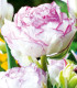 Tulipán Double Touch - Tulipa - cibuloviny - 3 ks