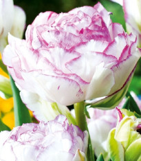 Tulipán Double Touch - Tulipa - cibuloviny - 3 ks