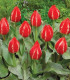 Tulipán Friendly Fire - Tulipa greigii - cibuloviny - 3 ks