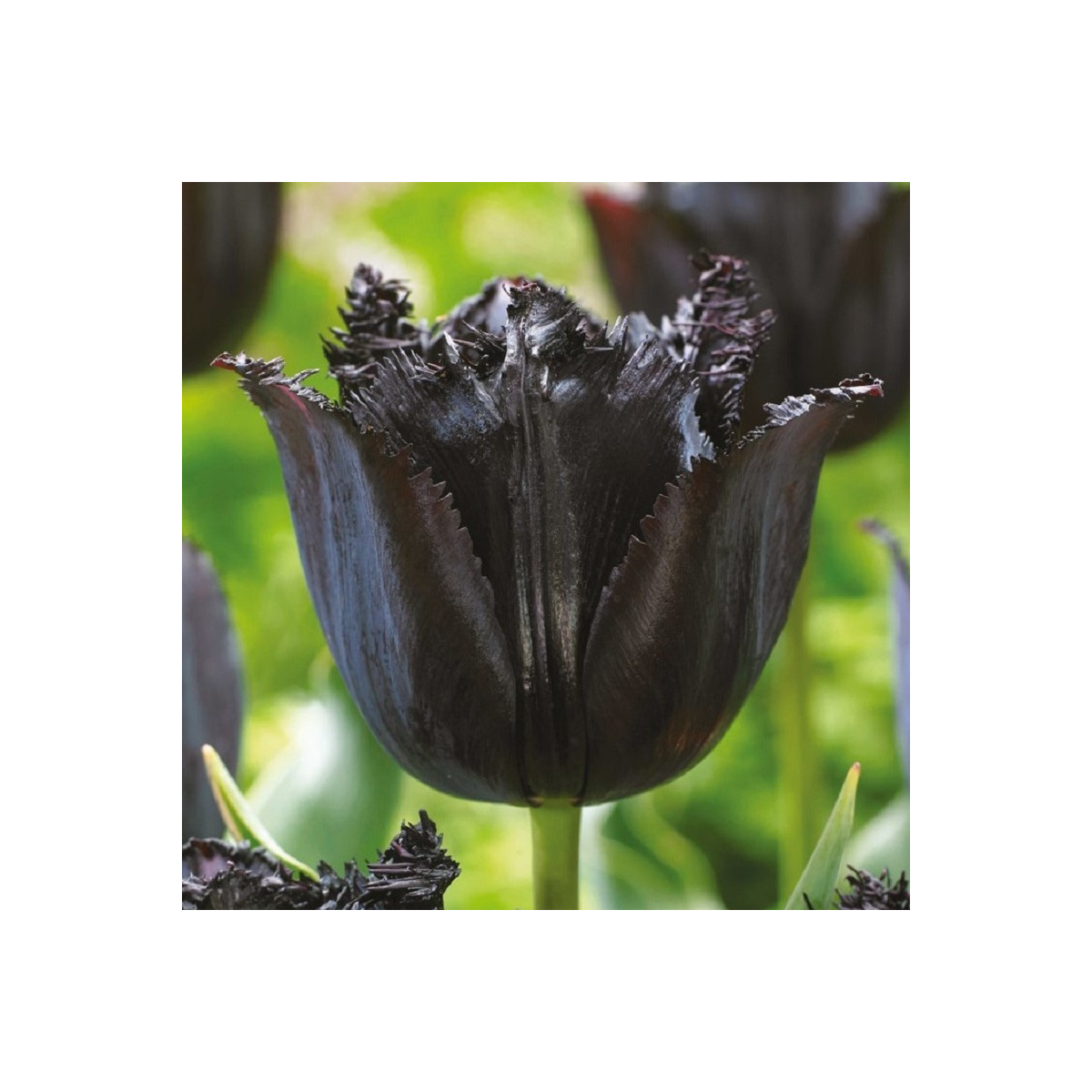 Tulipán Fringed Black - Tulipa - cibuloviny - 3 ks