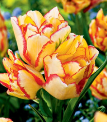 Tulipán Aquilla – Tulipa – cibulky tulipánu