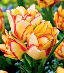 Tulipán Aquilla - Tulipa - cibuloviny - 3 ks