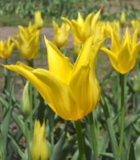 Tulipán West Point - Tulipa - cibuloviny - 3 ks