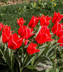 Tulipán Friendly Fire - Tulipa greigii - cibuloviny - 3 ks