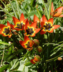 Tulipán Little Princess - Tulipa humilis - cibuloviny - 3 ks
