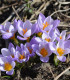 Krokus Firefly - Crocus sieberi - cibuloviny - 3 ks