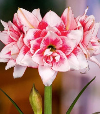 Hvězdník plnokvětý Elvas - Hippeastrum - cibuloviny - 1 ks