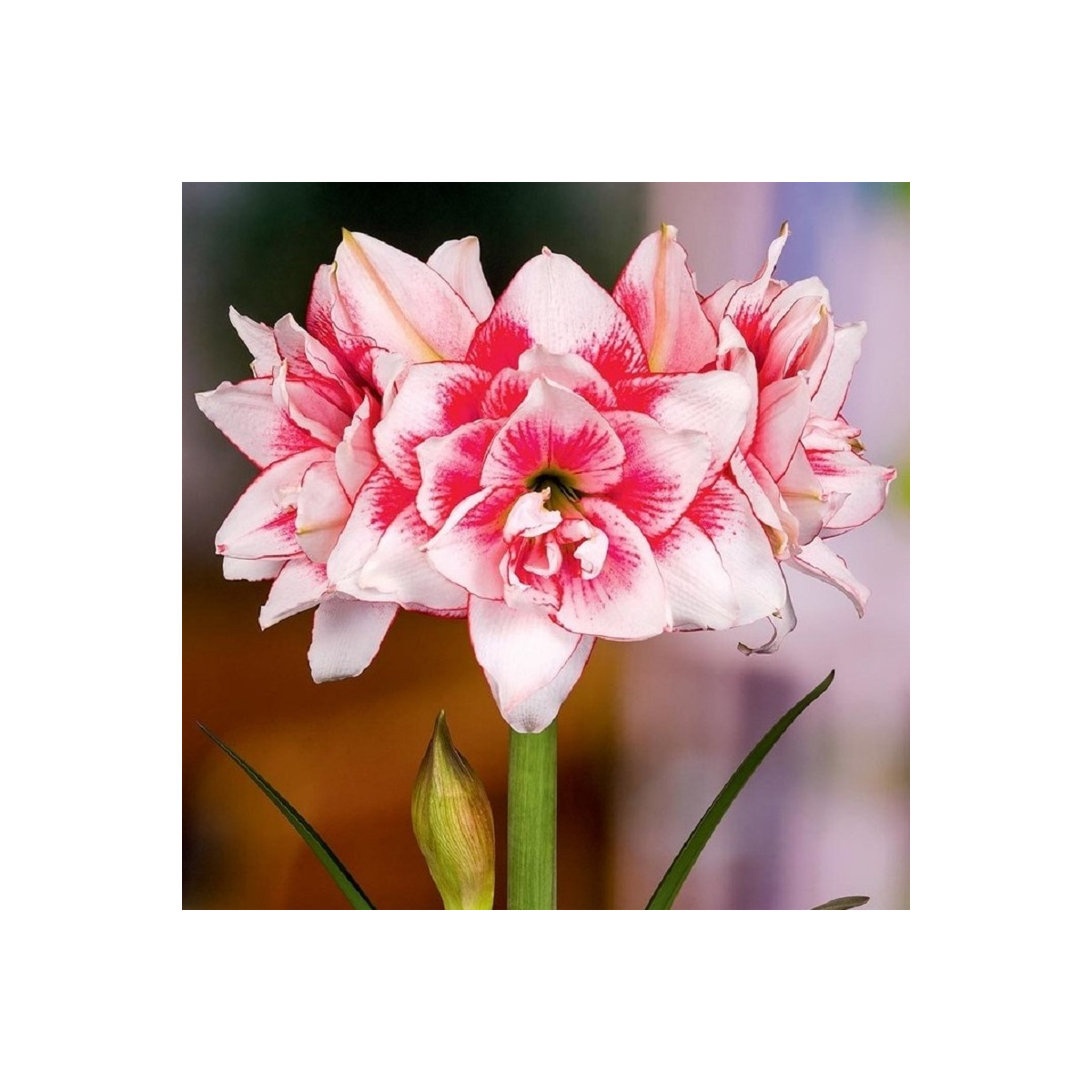 Hvězdník plnokvětý Elvas - Hippeastrum - cibuloviny - 1 ks