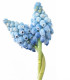 Modřenec Valerie Finish - Muscari armeniacum - cibuloviny - 5 ks