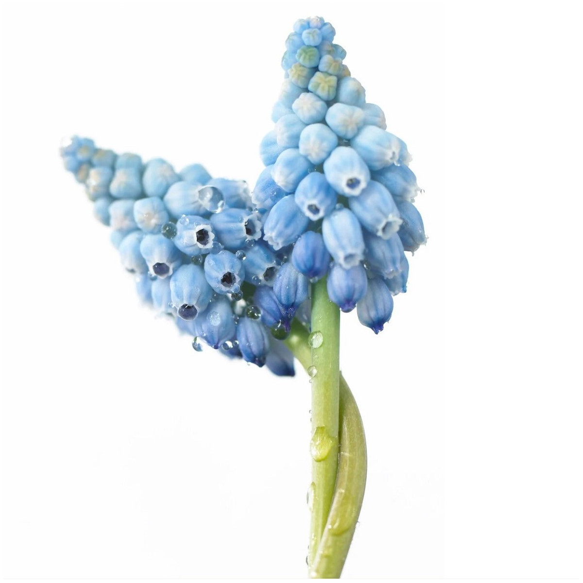 Modřenec Valerie Finish - Muscari armeniacum - cibuloviny - 5 ks