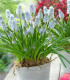 Modřenec Valerie Finish - Muscari armeniacum - cibuloviny - 5 ks