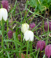 Řebčík kostkovaný - Fritillaria meleagris - cibuloviny - 3 ks