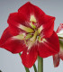 Hvězdník Barbados - Hippeastrum - cibuloviny - 1 ks