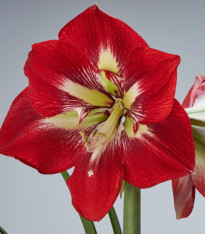 Hvězdník Barbados - Hippeastrum - cibuloviny - 1 ks