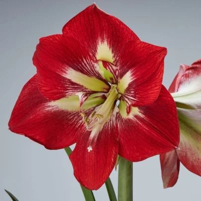 Hvězdník Barbados - Hippeastrum - cibuloviny - 1 ks