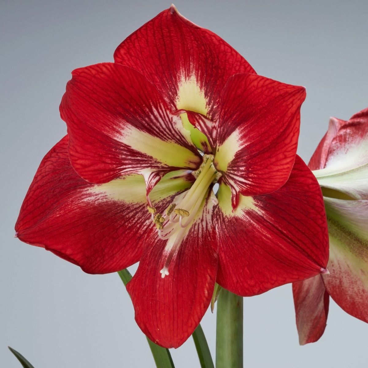 Hvězdník Barbados - Hippeastrum - cibuloviny - 1 ks