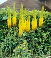 Liliochvostec Moneymaker - Eremurus - cibuloviny - 1 ks