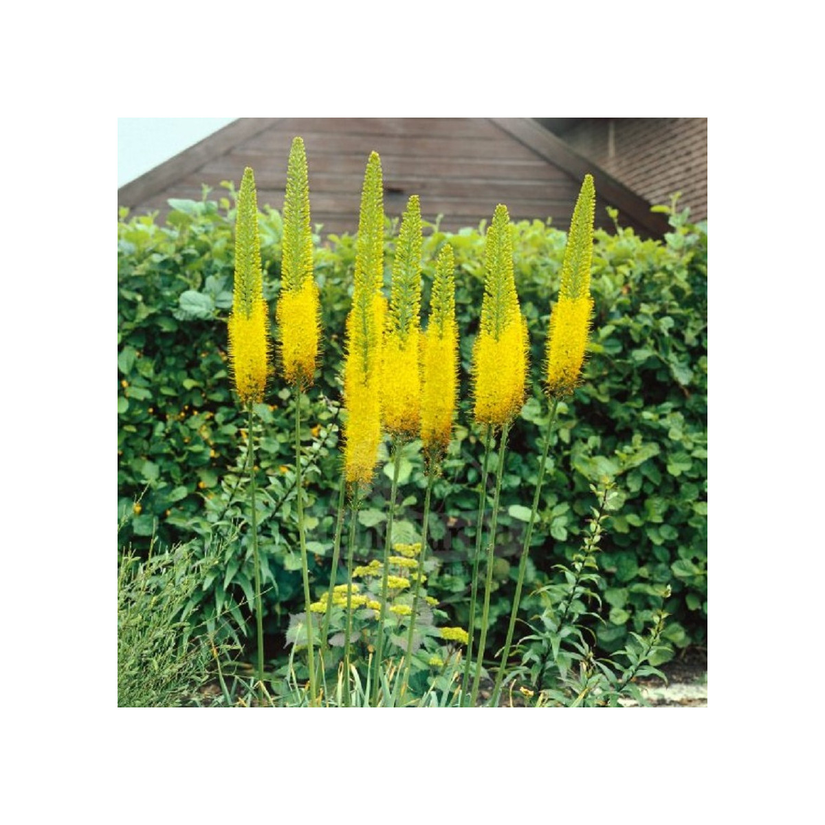 Liliochvostec Moneymaker - Eremurus - cibuloviny - 1 ks