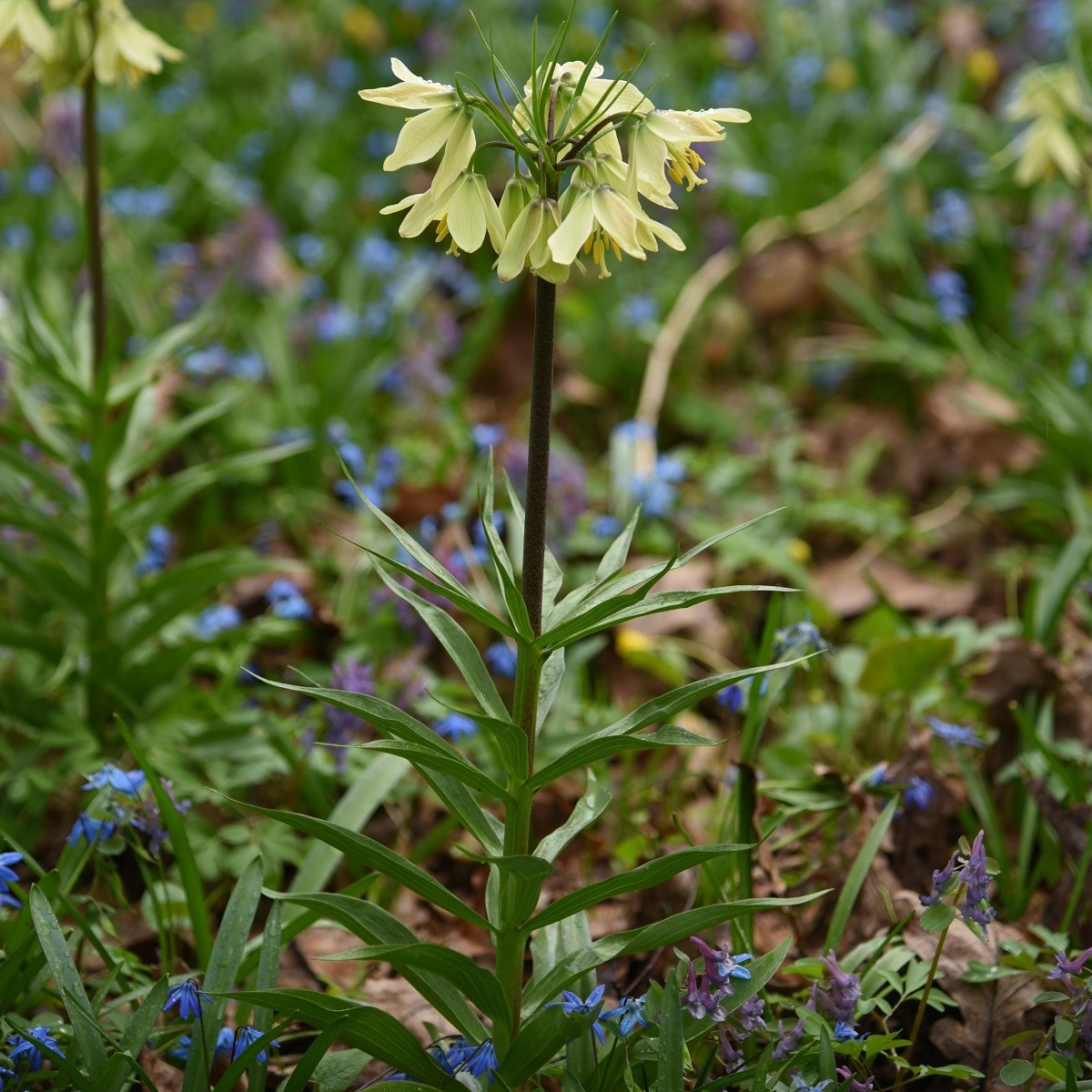 Řebčík Raddeana - Fritillaria raddeana - cibuloviny - 1 ks