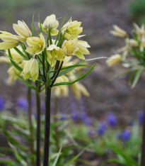 Řebčík Raddeana - Fritillaria raddeana - cibuloviny - 1 ks