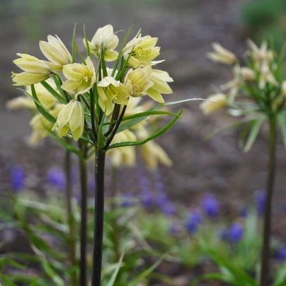 Řebčík Raddeana - Fritillaria raddeana - cibuloviny - 1 ks